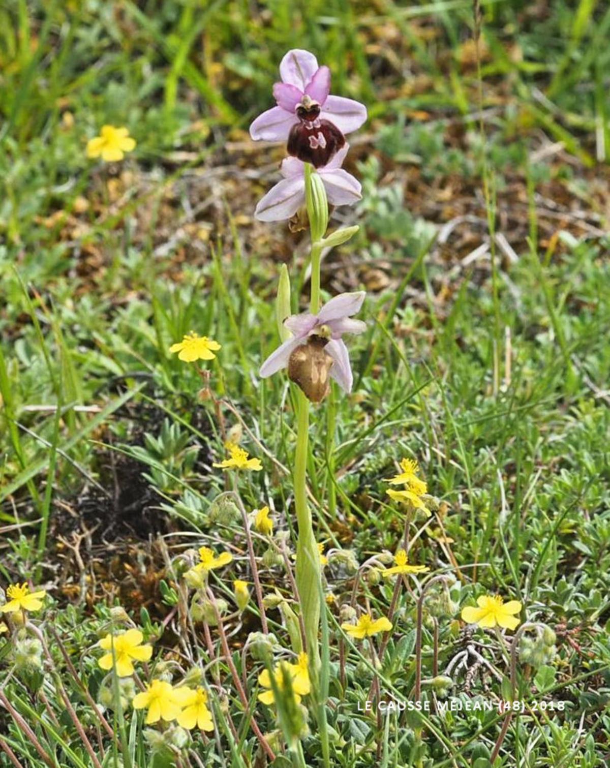 Ophrys of Aveyron leaf